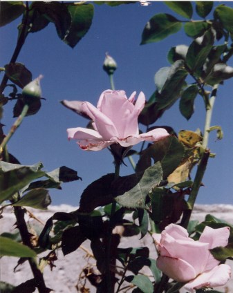 Roses in Ibillin, ISRAEL (1992)