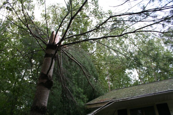 Hurricane Irene trees