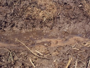 water source (UGANDA)