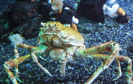 CRAB edited