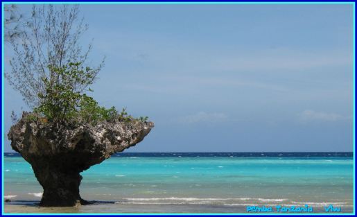 Pemba beach with tree