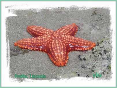 Pemba starfish closeup with edge borders