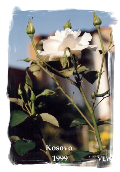 Kosovo Podejeve white rose in rubble (2)