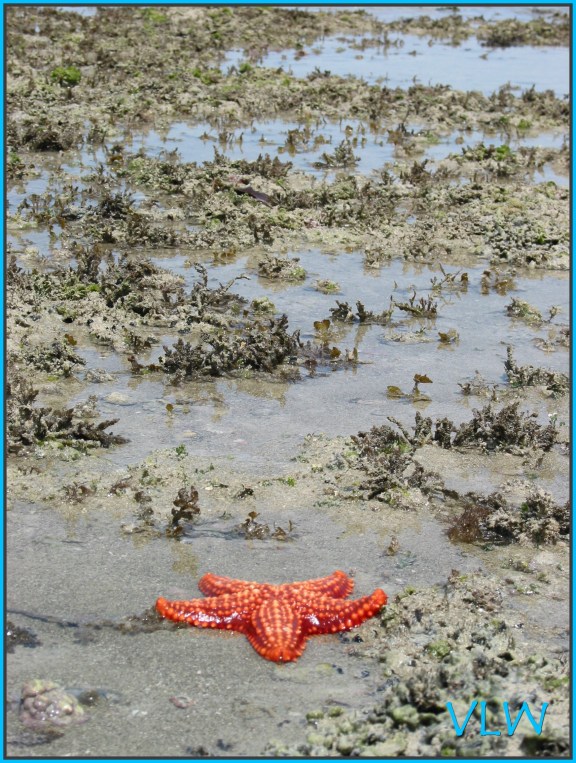 Pemba starfish in mud
