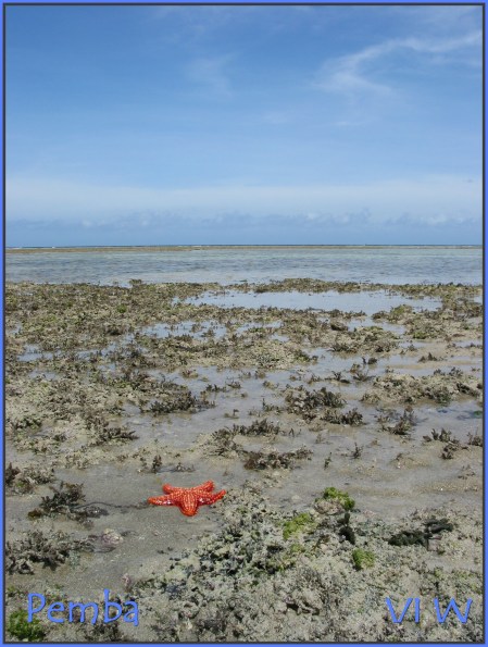 Pemba starfish in ocean low tide