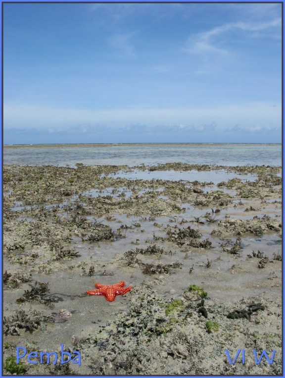 Pemba starfish in ocean low tide