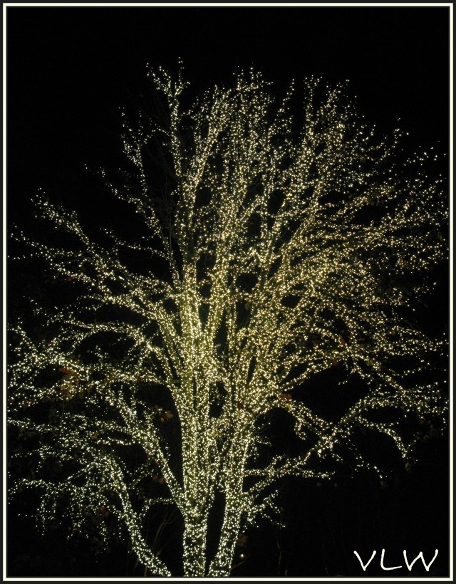 Tree of Light