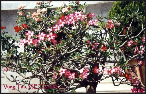 Vung Tau flowers (2)