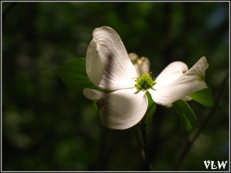 Dogwood portrait