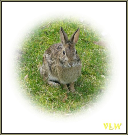 Easter bunny portrait