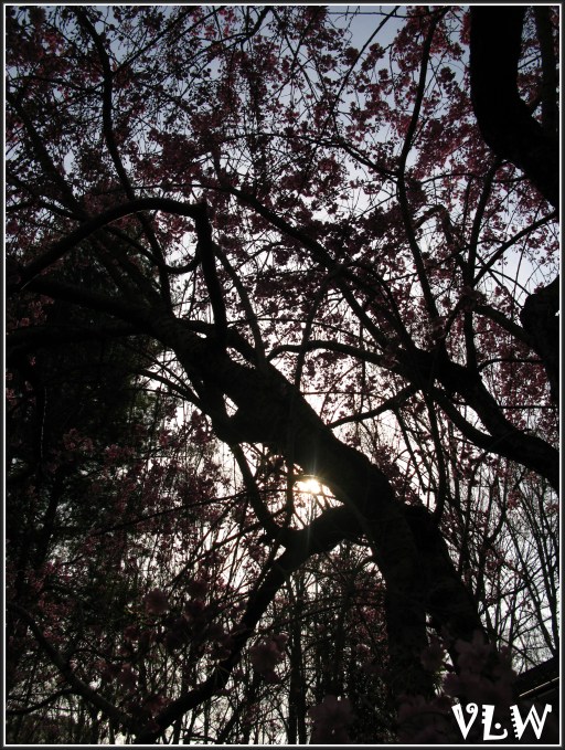 Jap Cherry Tree dark view