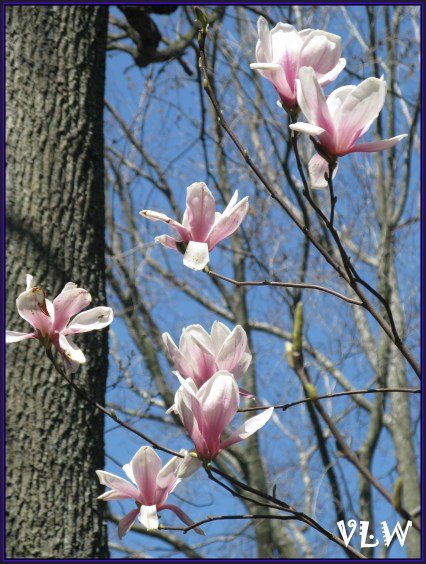 Tulip Tree BG