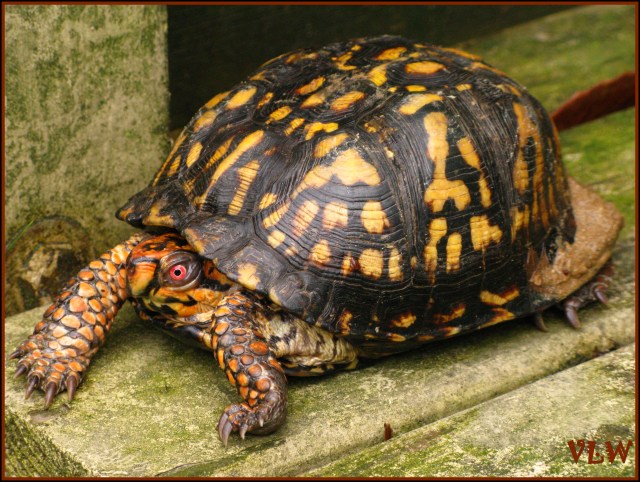 TURLE TURTLE