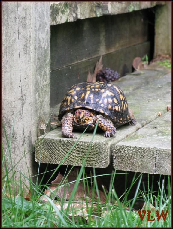 TURTLE on step