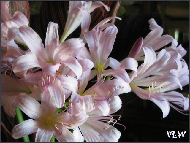 August ressurrection lilies