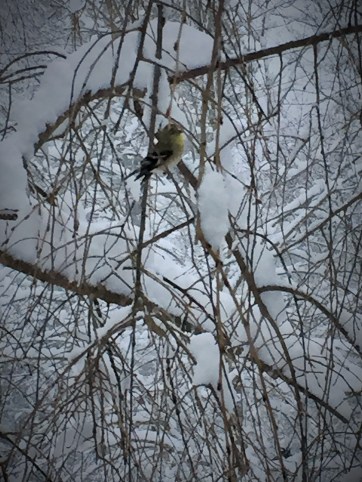 02 26 snowy goldfinch