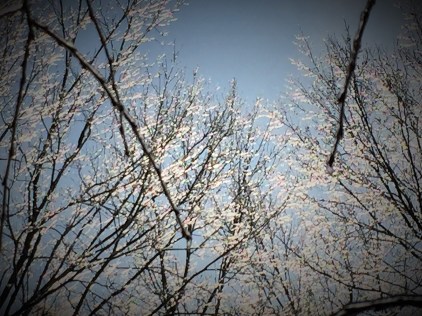 icy trees (2)