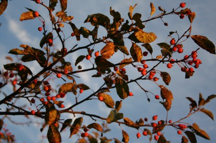 Lancaster tree with berries