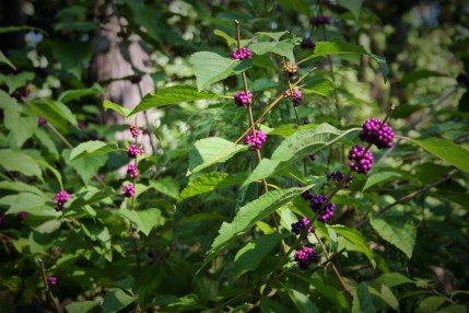 Purple berries Jamestown Island