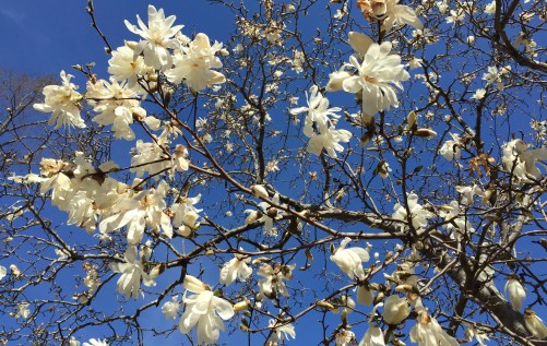 Easter flowers DOG Street
