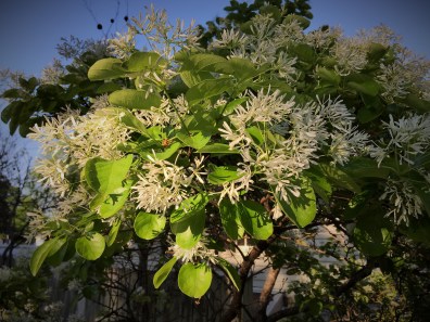 Bruton Parish flowers May 2015
