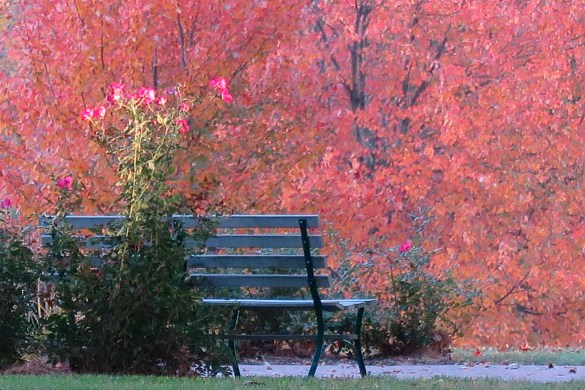 JC labyrinth bench fall trees