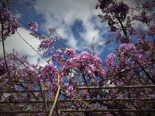wisteria WRL april 2014
