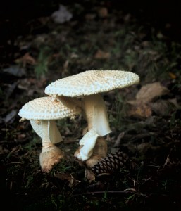 mushrooms-light-in-dark-2