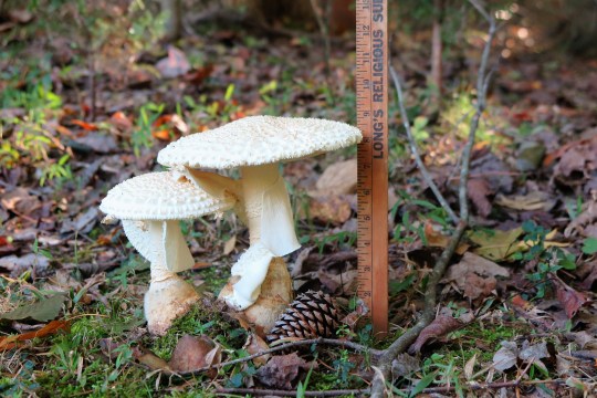 mushrooms-ruler-2
