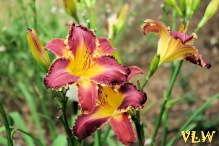 Brilliant day lillies Norfolk Bot Garden 2